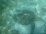 028 (Sea Turtle and Remoras)
